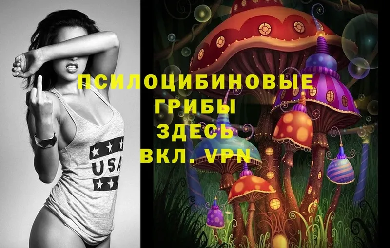 Псилоцибиновые грибы Cubensis  Енисейск 